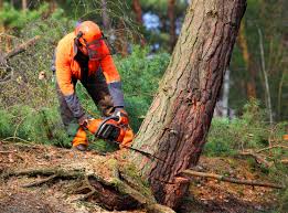 Best Leaf Removal  in Cascade, IA