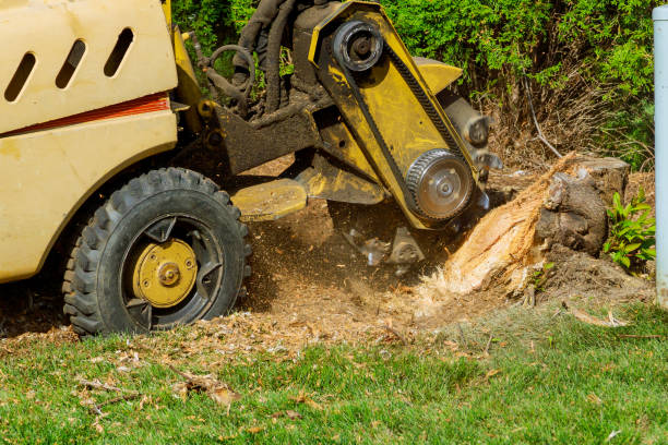 Best Fruit Tree Pruning  in Cascade, IA