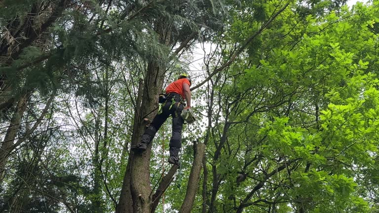 Best Tree Maintenance Programs  in Cascade, IA