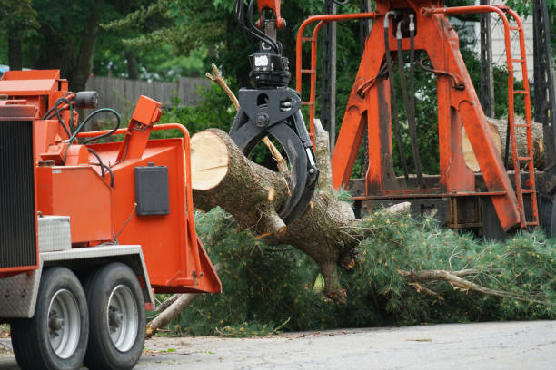 Best Lawn Maintenance Plans  in Cascade, IA