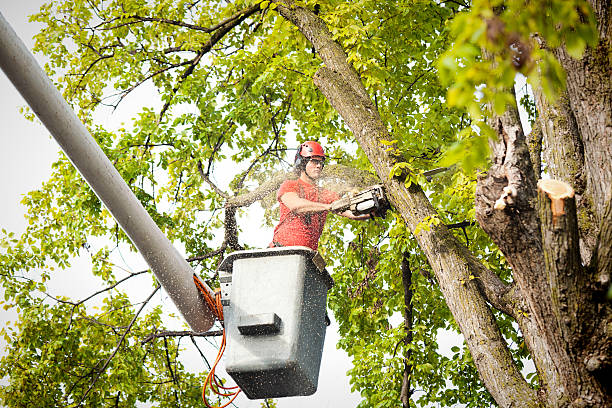  Cascade, IA Tree Services Pros