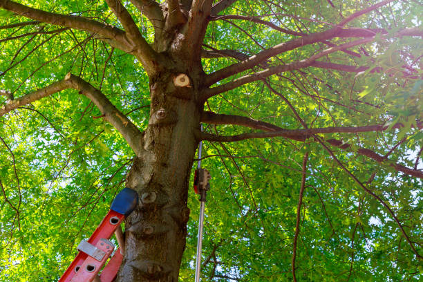 Best Tree Mulching  in Cascade, IA